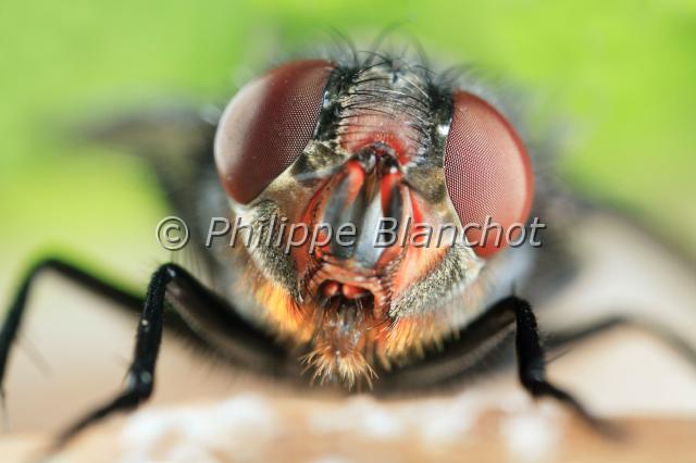 calliphora vomitoria 2.JPG - Calliphora vomitoriaMouche bleue ou mouche de la viandeBlue Bottle FlyDiptera, CalliphoridaeFrance